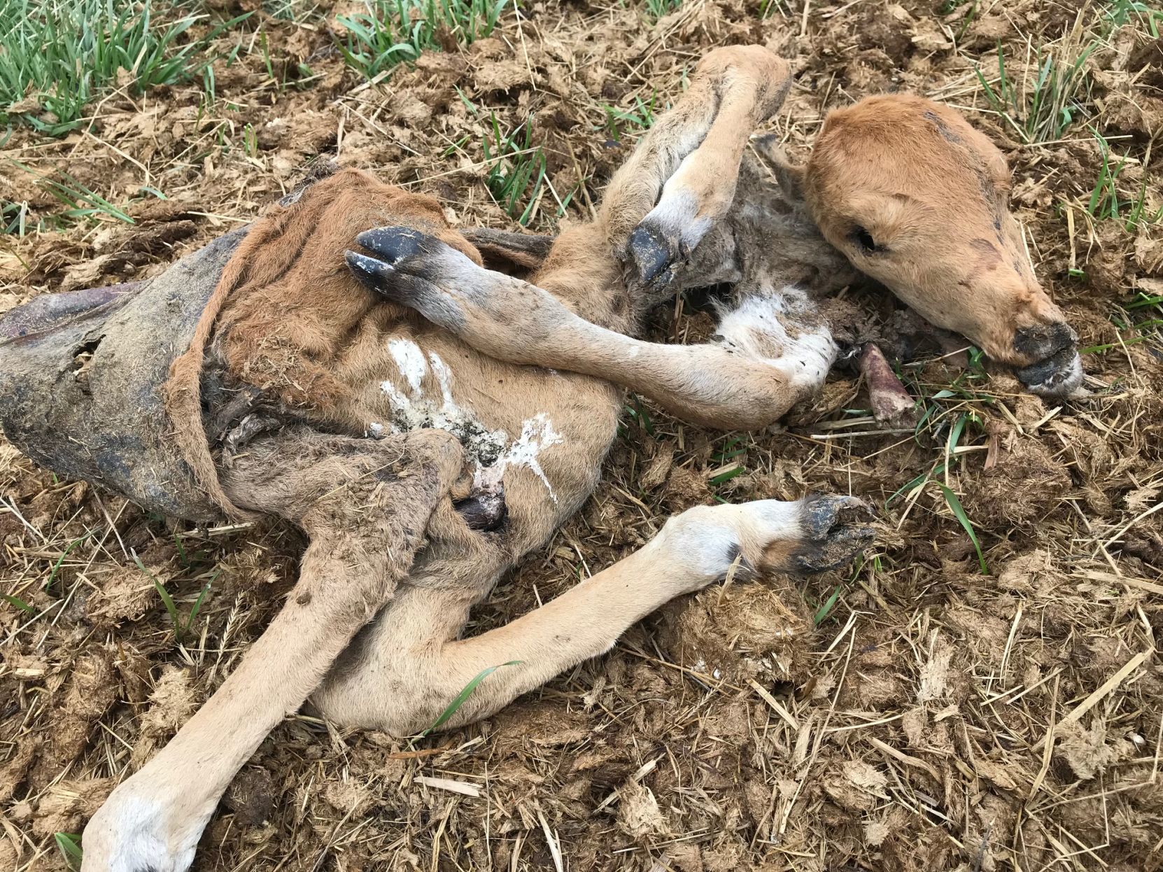 Bison fetus